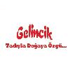 GELİNCİK